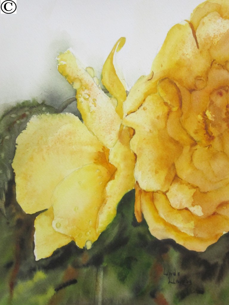 020 bégonia yellow 10-7½po